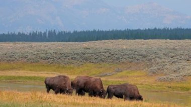 Otlakta yavrusu olan bir bizon sürüsü. Hayden 'deki çimlerde bir bizon sürüsünün görüntüsü. Yellowstone Ulusal Parkı' nda gayzerlerin yakınında.. 