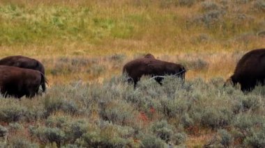 Otlakta yavrusu olan bir bizon sürüsü. Hayden 'deki çimlerde bir bizon sürüsünün görüntüsü. Yellowstone Ulusal Parkı' nda gayzerlerin yakınında.. 