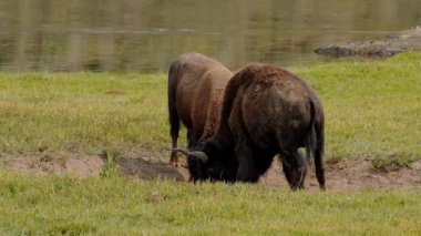 Otlakta yavrusu olan bir bizon sürüsü. Hayden 'deki çimlerde bir bizon sürüsünün görüntüsü. Yellowstone Ulusal Parkı' nda gayzerlerin yakınında.. 