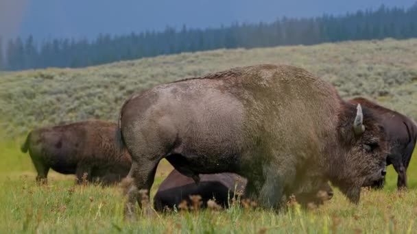 Herd Plains Bison Baby Calf Pasture View Herd Bison Grass — Stockvideo