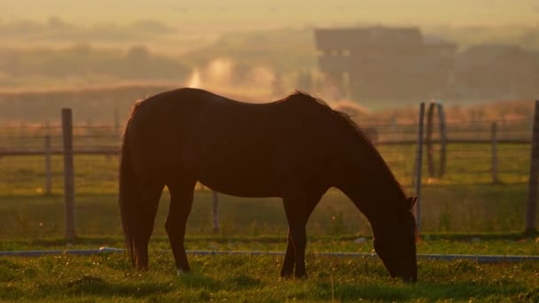 Arka Planda Fıskiyeler Olan Çiftlikteki Çayırlarda Otlayan Atlar Gün Batımında — Stok video