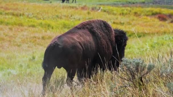 Herd Plains Bison Baby Calf Pasture View Herd Bison Grass — Stock Video