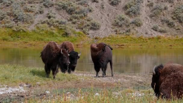 Herd Plains Bison Baby Calf Pasture View Herd Bison Grass — Stock Video