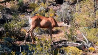 ABD 'deki Grand Canyon Ulusal Parkı' nda otlayan geyik sarı çiçekler yiyor..