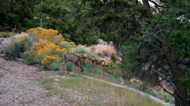 ABD 'deki Grand Canyon Ulusal Parkı' nda otlayan geyik sarı çiçekler yiyor..