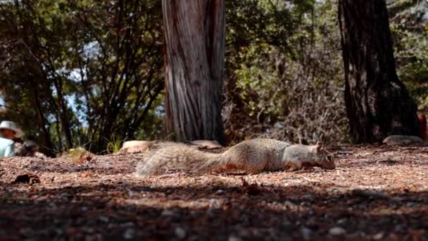 Close Shot Forest Squirrel Rocky Field Trees Forest Grand Canyon — Vídeo de Stock