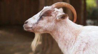 Tanzanya Milli Parkı 'ndaki toprak arazide sakallı beyaz keçi yaprak yiyor..