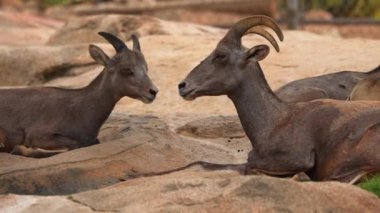 Güneşli bir günde Tanzanya Milli Parkı 'nda dinlenen boynuzlu yabani keçinin yakından görüntüsü..