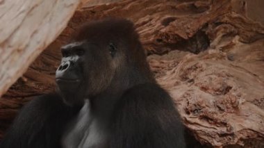 Kara goril mağarada oturmuş Tanzanya Ulusal Parkı 'ndaki diğer hayvanlara hayran..