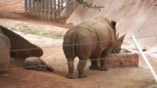 Rhinoceros Calf Grazing Small Rhino Resting His Mother While Drinking — Vídeos de Stock