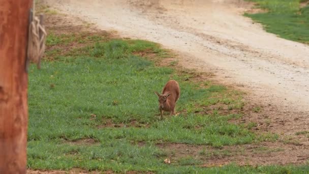 Маленькі Антилопи Або Газелі Смугастими Відмітками Пасуться Пошуках Їжі Посеред — стокове відео