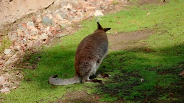 Brown Kangaroos Eating Grasses Middle National Park Australia — 图库视频影像