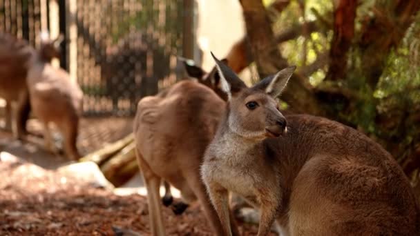Barna Kenguruk Füvet Esznek Egy Ausztrál Nemzeti Park Közepén — Stock videók