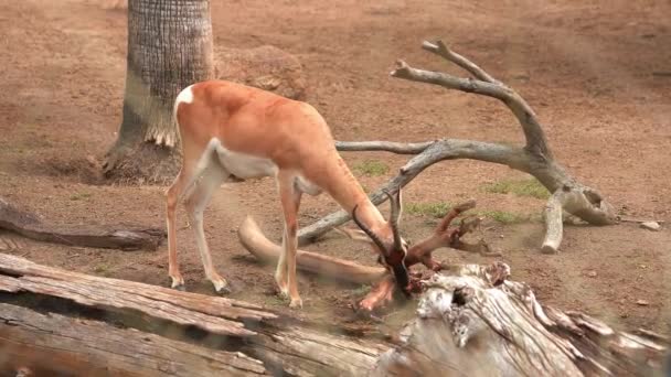 Маленькі Антилопи Або Газелі Смугастими Відмітками Пасуться Пошуках Їжі Посеред — стокове відео