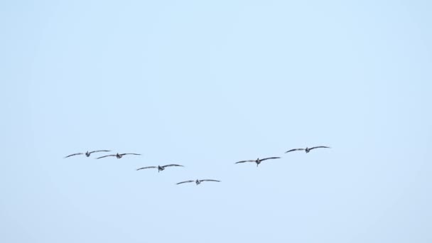 Стая Птиц Летающих Над Тихим Океаном Калифорнии Сша — стоковое видео