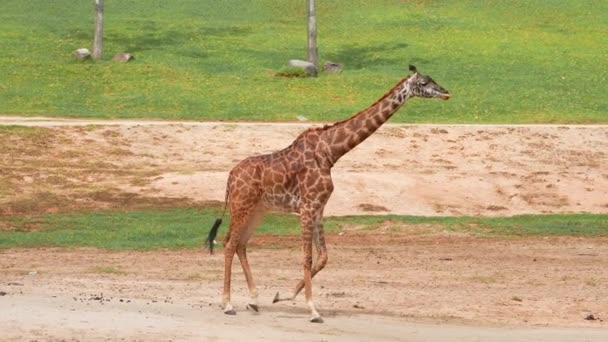 Красивые Жирафы Едят Листья Дерева Ходят Полю Национальном Парке Танзании — стоковое видео