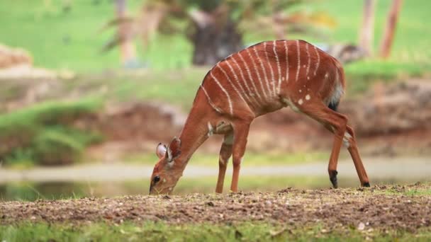 Little Antelopes Gazelle Striped Markings Grazing Looking Food Middle Field — Stock video