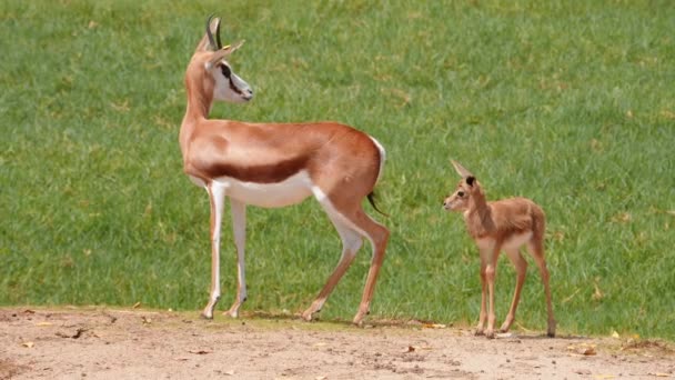 Little Antelopes Gazelle Striped Markings Grazing Looking Food Middle Field — Stock Video
