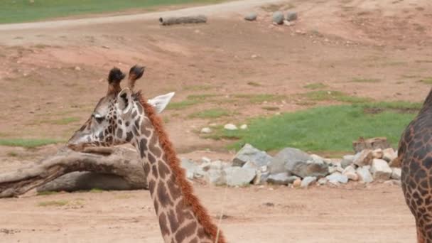 Vackra Giraffer Äter Blad Ett Träd Och Går Runt Fältet — Stockvideo