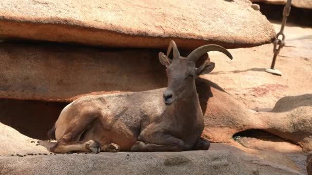 Close View Wild Goat Horns Having Rest Shadow Sunny Day — стокове відео