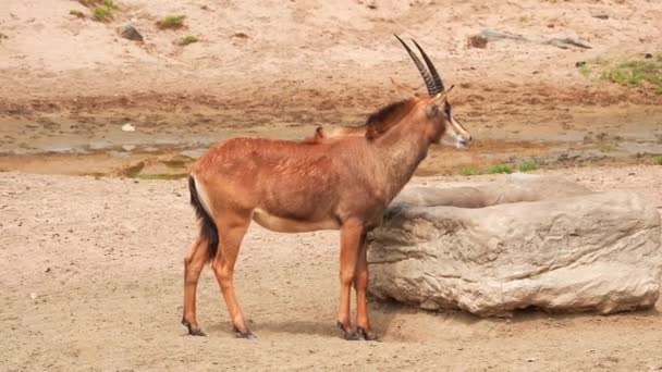 Antilope Roan Debout Près Eau Sur Champ Vert Dans Parc — Video