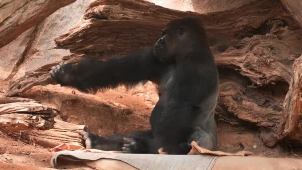 Black Gorilla Sitting Cave Admiring Other Animal Tanzanian National Park — Stockvideo