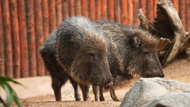 坦桑尼亚国家公园内野生黑色野猪吃草的特写 — 图库视频影像