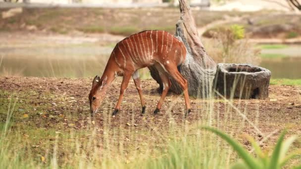Little Antelopes Gazelle Striped Markings Grazing Looking Food Middle Field — ストック動画