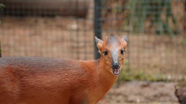 Little Antelopes Gazelle Striped Markings Grazing Looking Food Middle Field — Stock Video