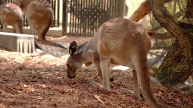 Avustralya 'da ulusal bir parkın ortasında ot yiyen kahverengi kangurular..