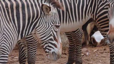 Tanzanya Ulusal Parkı 'nda bir sürüde bir arada duran zebraların tam kare görüntüsü..