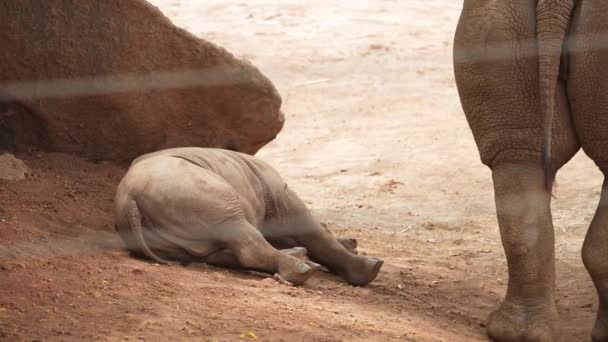 Rinoceronte Con Pastoreo Ternera Pequeño Rinoceronte Descansando Cerca Madre Mientras — Vídeo de stock