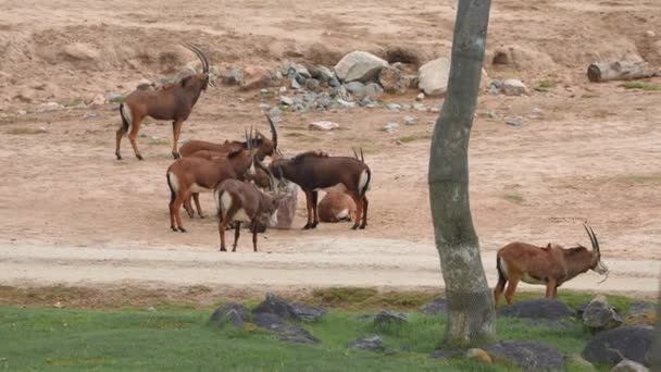 Roan Antelope Standing Water Green Field Tanzania National Park — Vídeo de Stock