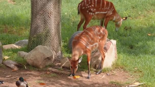 Little Antelopes Gazelle Striped Markings Grazing Looking Food Middle Field — Αρχείο Βίντεο