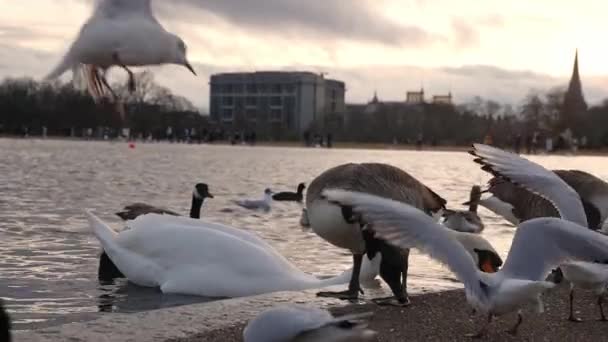 Swans Geese Seagulls Pond Hyde Park London Sunny Day Slow — ストック動画