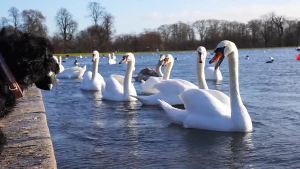 Labutě Husy Racci Rybníce Hyde Parku Londýně Slunečného Dne Zpomalené — Stock video