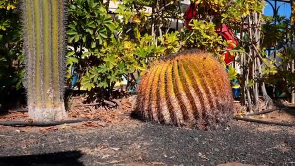 Kaktusträdgård Jardin Cactus Gran Canaria Spanien — Stockvideo