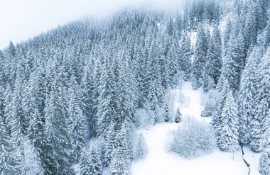 Kışın ortasında karlı dağ çamlarının tepesinden gelen hava görüntüsü.