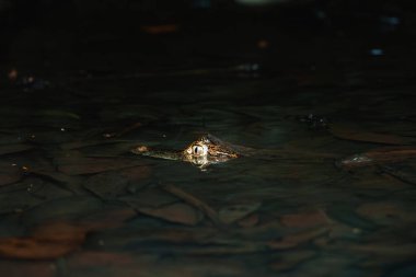 Sarapiqui nehrindeki kayman Kosta Rika vahşi yaşamını yakından görüyor.