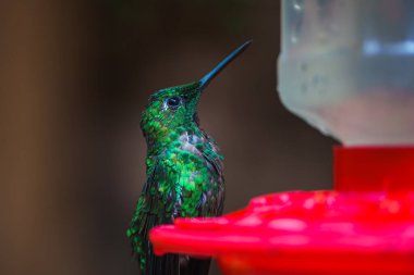 Yeşil Münzevi, Phaethornis adamı, Kosta Rika 'dan nadir görülen sinekkuşu, yeşil kuş.