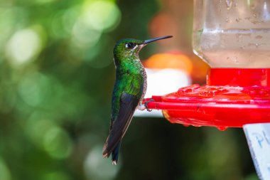 Yeşil Münzevi, Phaethornis adamı, Kosta Rika 'dan nadir görülen sinekkuşu, yeşil kuş.