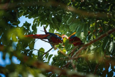 Kırmızı papağan Scarlet Macaw, Ara macao, Panama 'daki ağaç gövdesinde oturan kuş. Tropikal ormandan vahşi yaşam sahnesi. Doğada yeşil ağaçtaki güzel papağan..