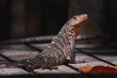 Tropikal yağmur ormanlarındaki ağaçta yeşil iguana, Rio Tempisque Guanacaste, Kosta Rika vahşi yaşamı