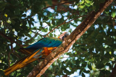 Kırmızı papağan Scarlet Macaw, Ara macao, Panama 'daki ağaç gövdesinde oturan kuş. Tropikal ormandan vahşi yaşam sahnesi. Doğada yeşil ağaçtaki güzel papağan..
