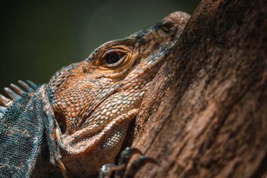 Tropikal yağmur ormanlarındaki ağaçta yeşil iguana, Rio Tempisque Guanacaste, Kosta Rika vahşi yaşamı