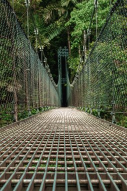 Monteverde - Kosta Rika bulut ormanlarında asılı köprüler. Tropikal yağmur ormanlarında asma köprü