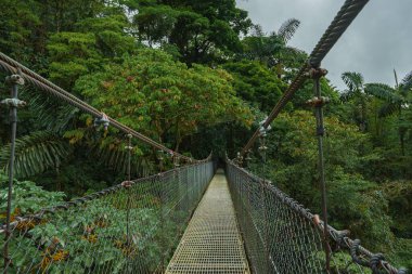 Monteverde - Kosta Rika bulut ormanlarında asılı köprüler. Tropikal yağmur ormanlarında asma köprü