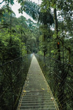 Monteverde - Kosta Rika bulut ormanlarında asılı köprüler. Tropikal yağmur ormanlarında asma köprü