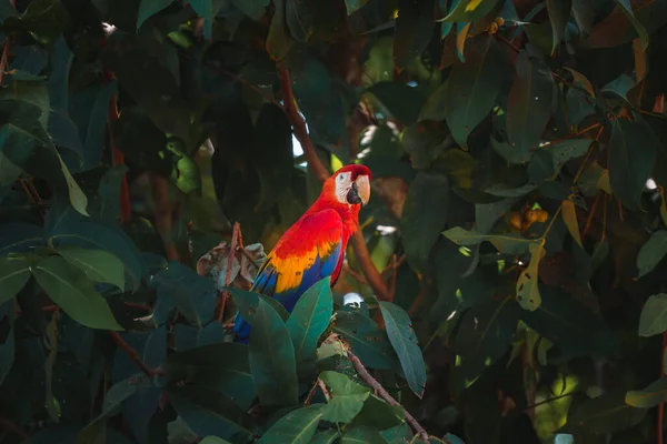 Kırmızı Papağan Scarlet Macaw Ara Macao Panama Daki Ağaç Gövdesinde — Stok fotoğraf
