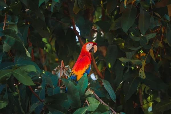 Красный Попугай Скарлет Макао Ара Макао Птица Сидящая Стволе Приятеля — стоковое фото